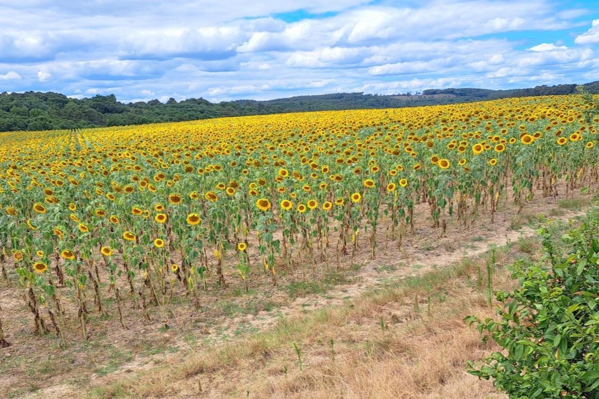 Les Glycines Villa Saint-Pierre-de-Buzet Eksteriør bilde